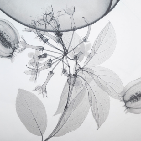 Скатерть столовая Радиография